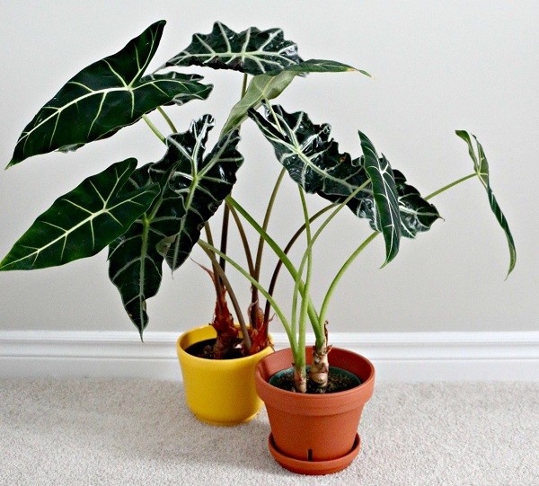 Самые популярные комнатные растения: ТОП-30 - все "за" и "против"